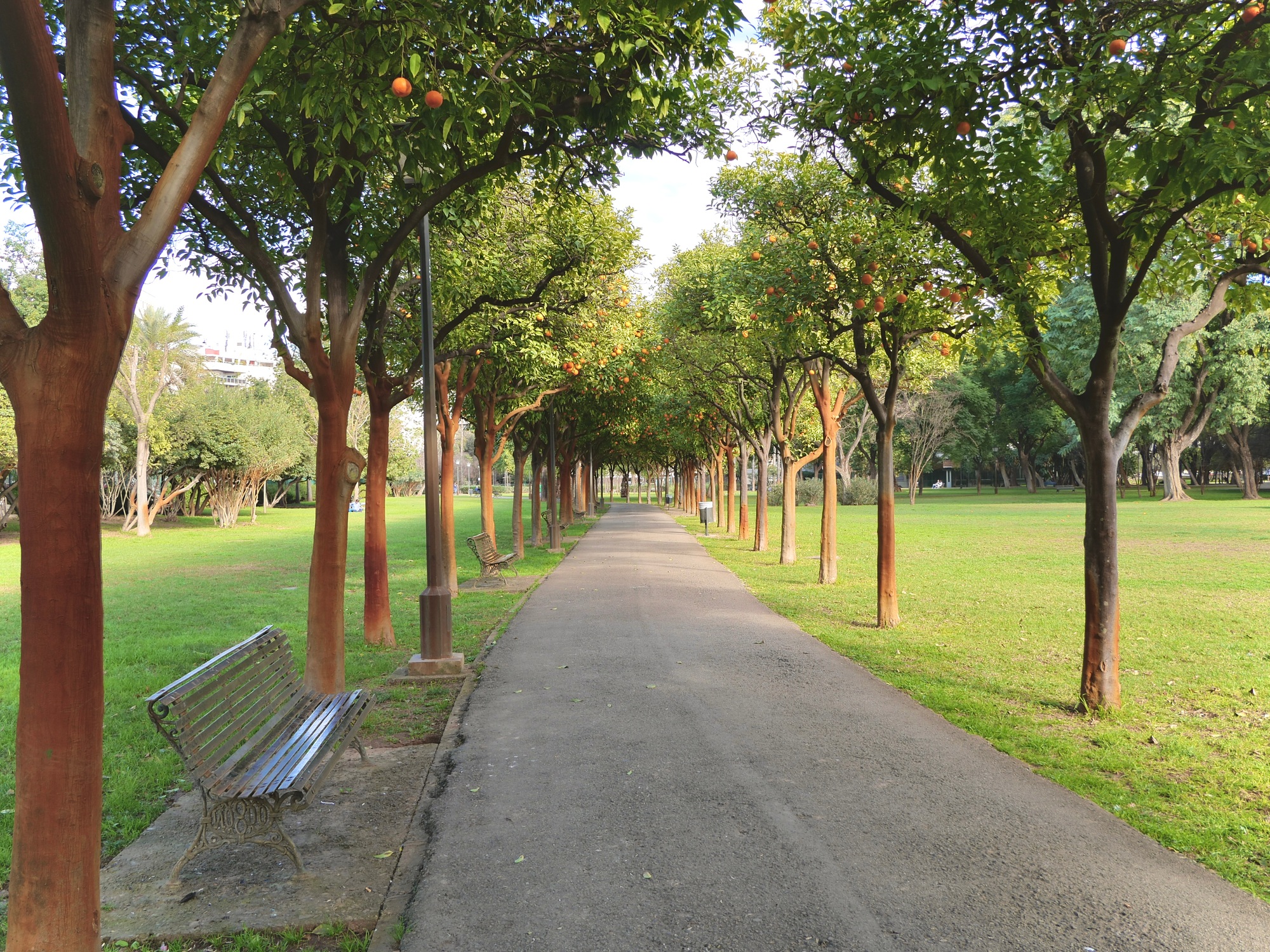 Pathway in a parc with Orange Trees